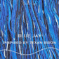 Birds of Texas Collection | Blue Jay Colorway | Made to Order - Twisted and Spun Studio