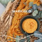 Marigold Colorway | Fingering - Twisted and Spun Studio